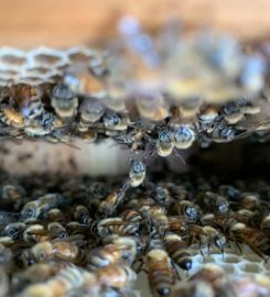 Mersing Bee Farm